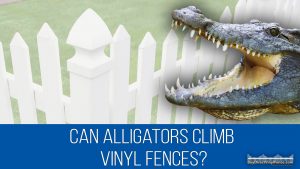 Can-alligators-climb-vinyl-fences