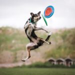 What Fence Is Right for Your Dog?